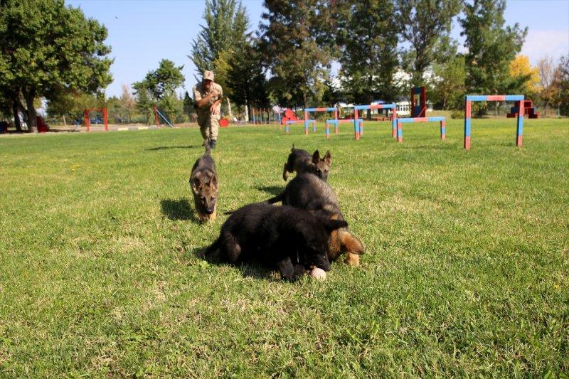 Jandarma ortaklarını sevgiyle büyütüyor