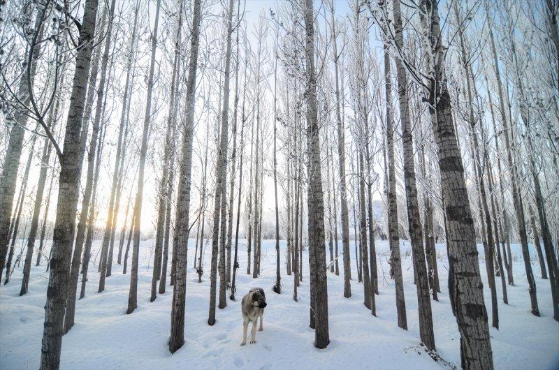 Tunceli'de kartpostallık görüntüler 