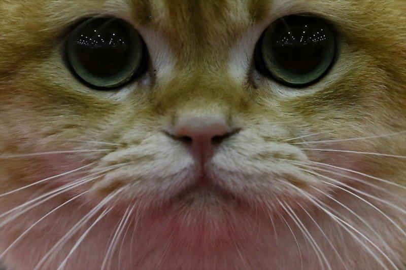 Rusya'da yüzlerce kedi fuarda buluştu