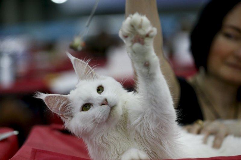 Rusya'da yüzlerce kedi fuarda buluştu