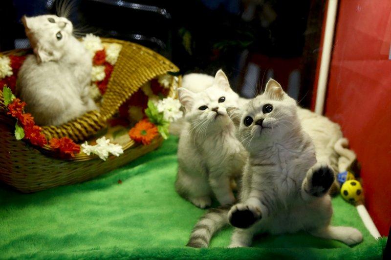 Rusya'da yüzlerce kedi fuarda buluştu