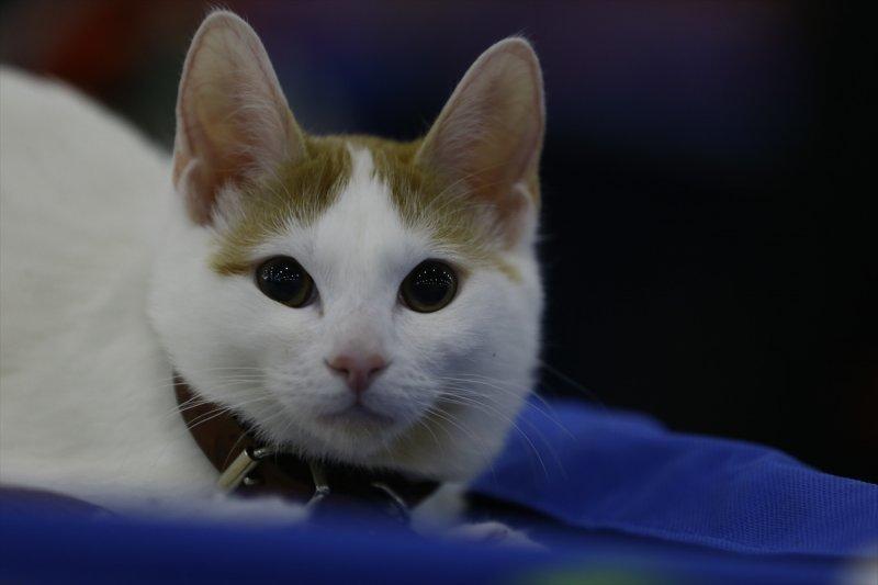 Rusya'da yüzlerce kedi fuarda buluştu