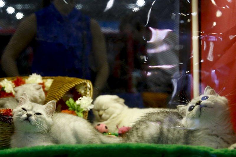 Rusya'da yüzlerce kedi fuarda buluştu