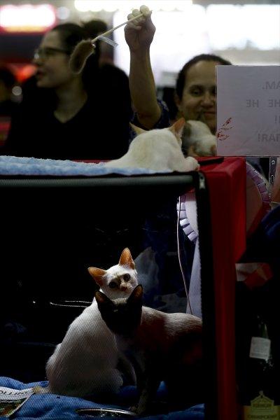 Rusya'da yüzlerce kedi fuarda buluştu