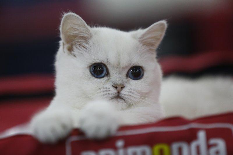 Rusya'da yüzlerce kedi fuarda buluştu