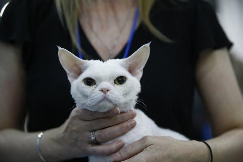 Rusya'da yüzlerce kedi fuarda buluştu