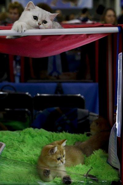 Rusya'da yüzlerce kedi fuarda buluştu