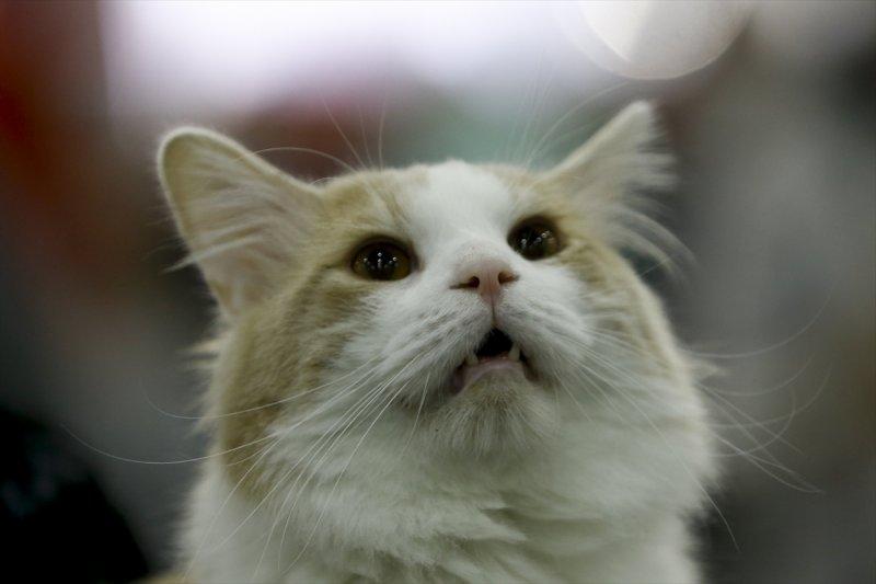Rusya'da yüzlerce kedi fuarda buluştu