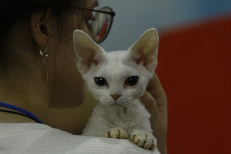 Rusya'da yüzlerce kedi fuarda buluştu