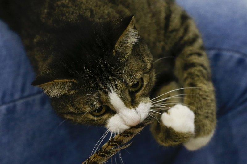 Rusya'da yüzlerce kedi fuarda buluştu