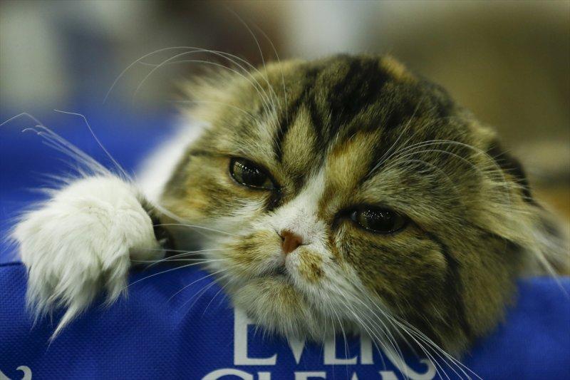 Rusya'da yüzlerce kedi fuarda buluştu