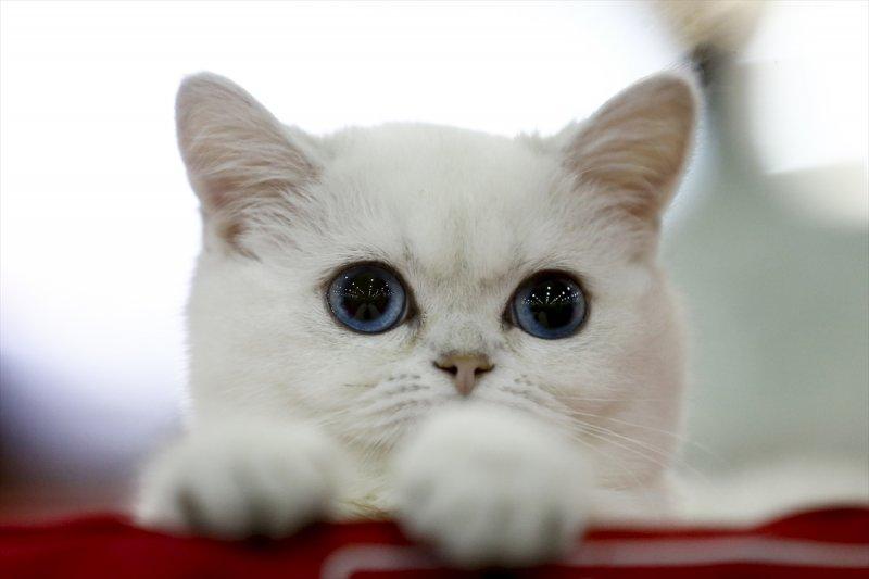Rusya'da yüzlerce kedi fuarda buluştu