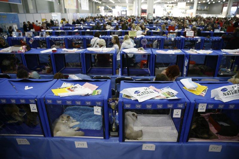 Rusya'da yüzlerce kedi fuarda buluştu