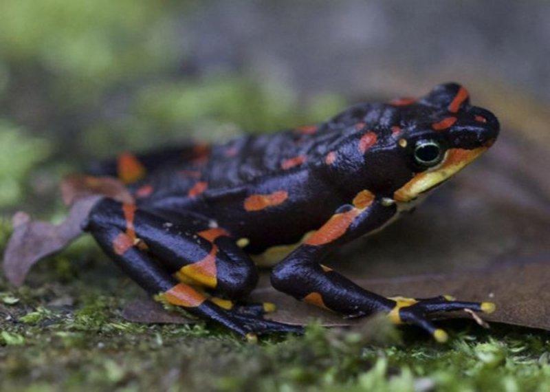 Gelecek 20 yıl içinde 500'den fazla hayvan yok olacak