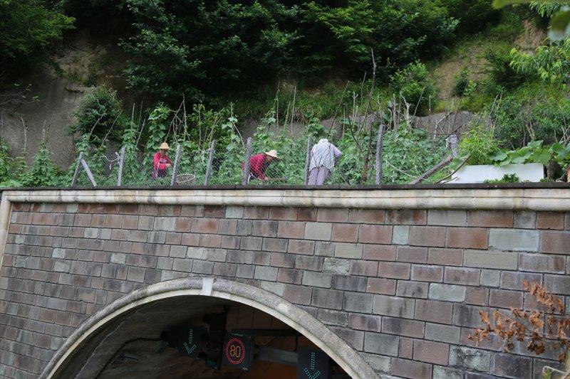 Artvin'de tünelin üstünü tarlaya çevirdiler