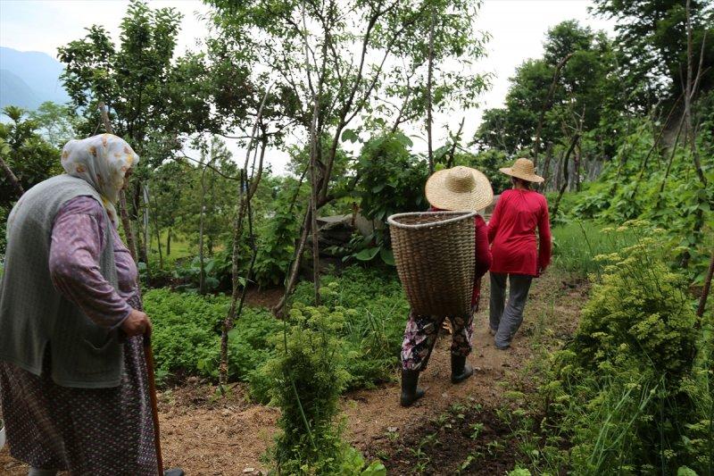 Artvin'de tünelin üstünü tarlaya çevirdiler