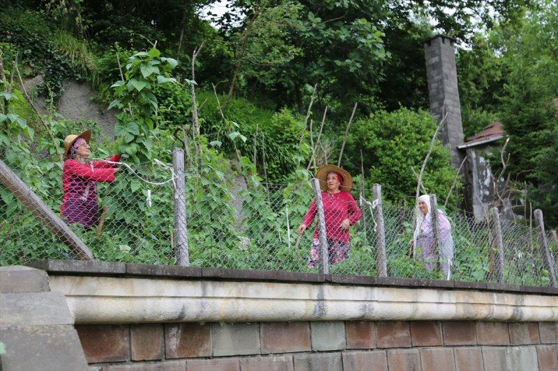 Artvin'de tünelin üstünü tarlaya çevirdiler