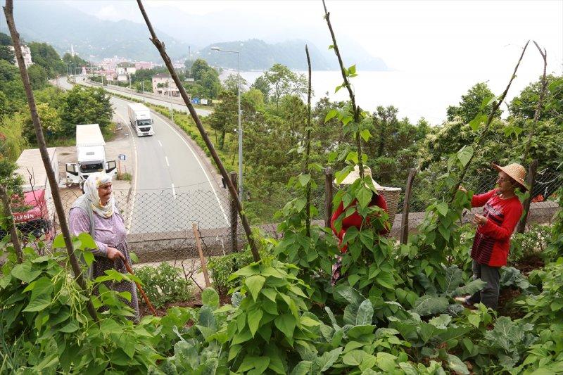Artvin'de tünelin üstünü tarlaya çevirdiler