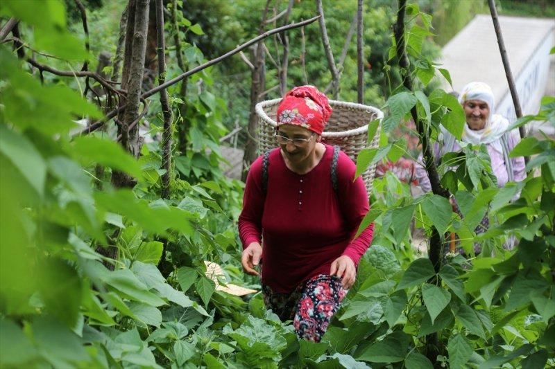 Artvin'de tünelin üstünü tarlaya çevirdiler