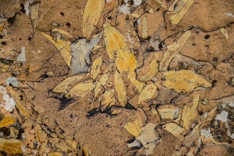 Ağrı Dağı, geçmişte deniz kenarı çıktı