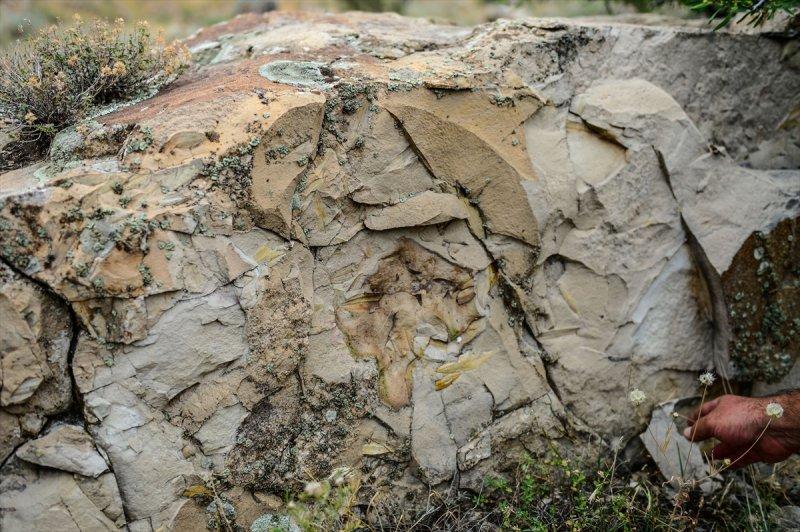 Ağrı Dağı, geçmişte deniz kenarı çıktı