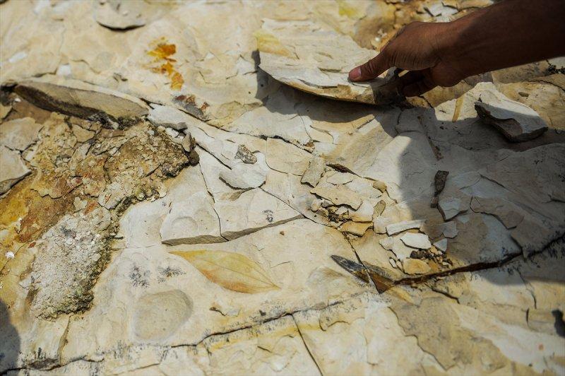 Ağrı Dağı, geçmişte deniz kenarı çıktı