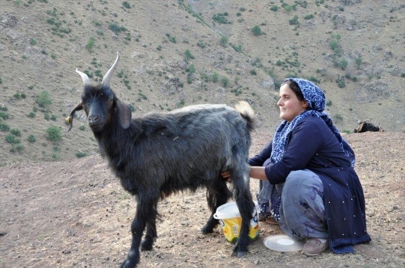 Hakkari'de berivanlar, süt sağmak için kilometrelerce yol yürüyorlar