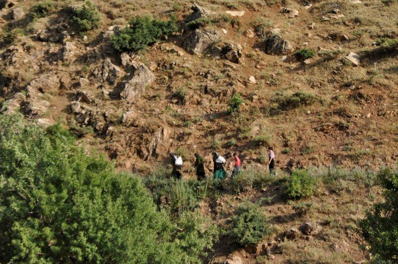 Hakkari'de berivanlar, süt sağmak için kilometrelerce yol yürüyorlar