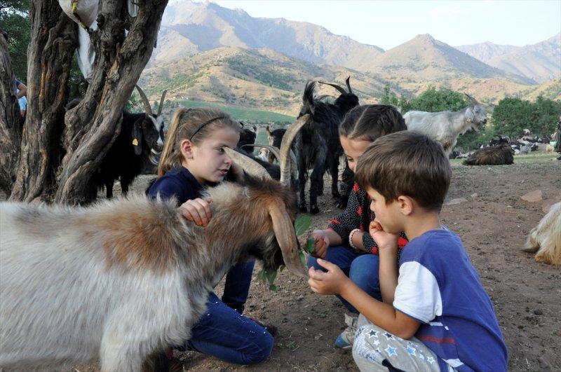 Hakkari'de berivanlar, süt sağmak için kilometrelerce yol yürüyorlar