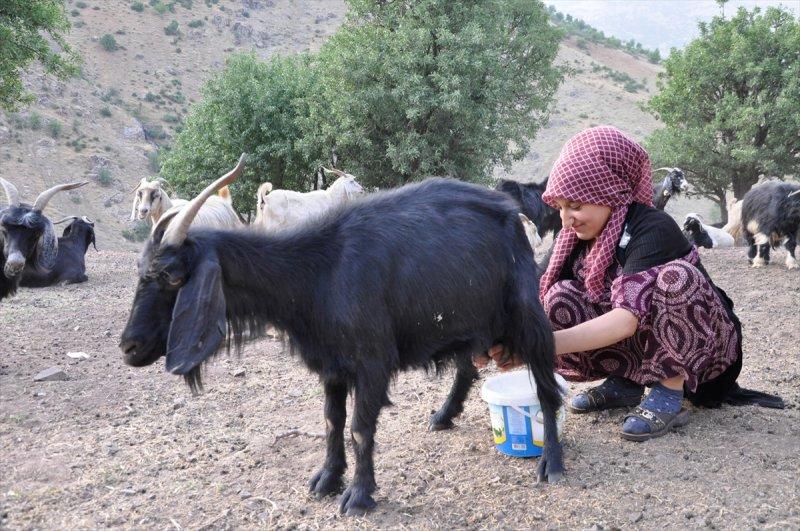 Hakkari'de berivanlar, süt sağmak için kilometrelerce yol yürüyorlar