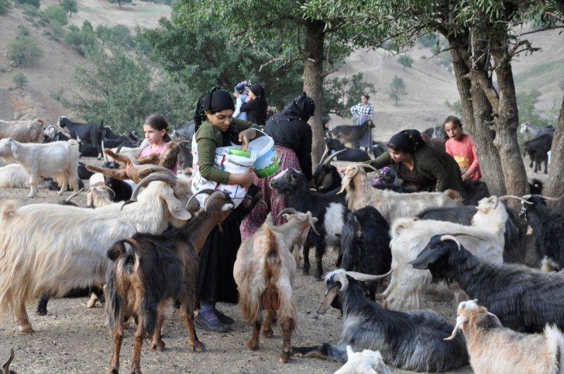 Hakkari'de berivanlar, süt sağmak için kilometrelerce yol yürüyorlar