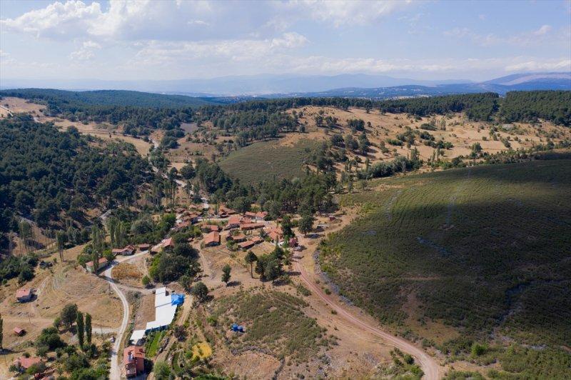 Firdevs Nine'nin ağladığı yanmış orman, yeniden büyüyor