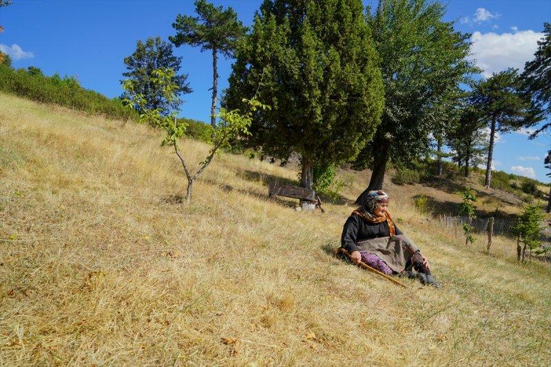 Firdevs Nine'nin ağladığı yanmış orman, yeniden büyüyor