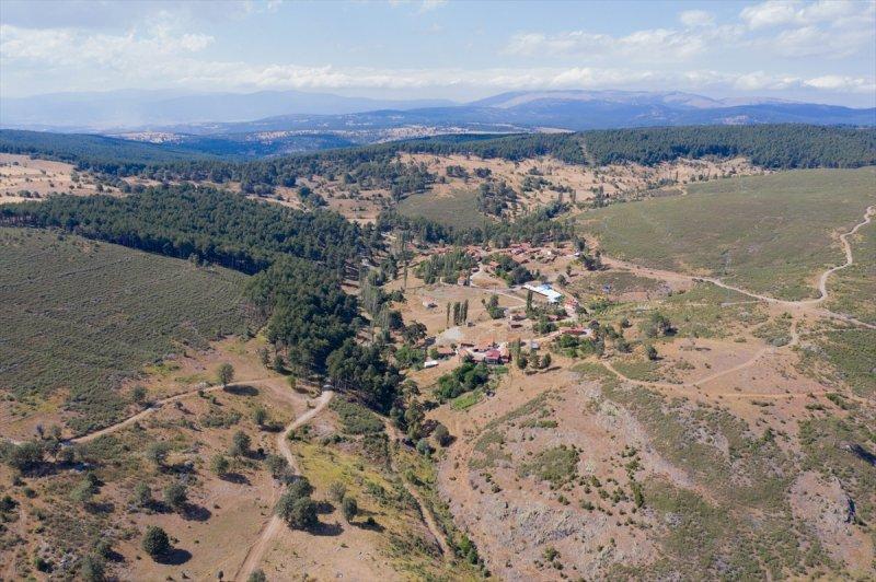 Firdevs Nine'nin ağladığı yanmış orman, yeniden büyüyor