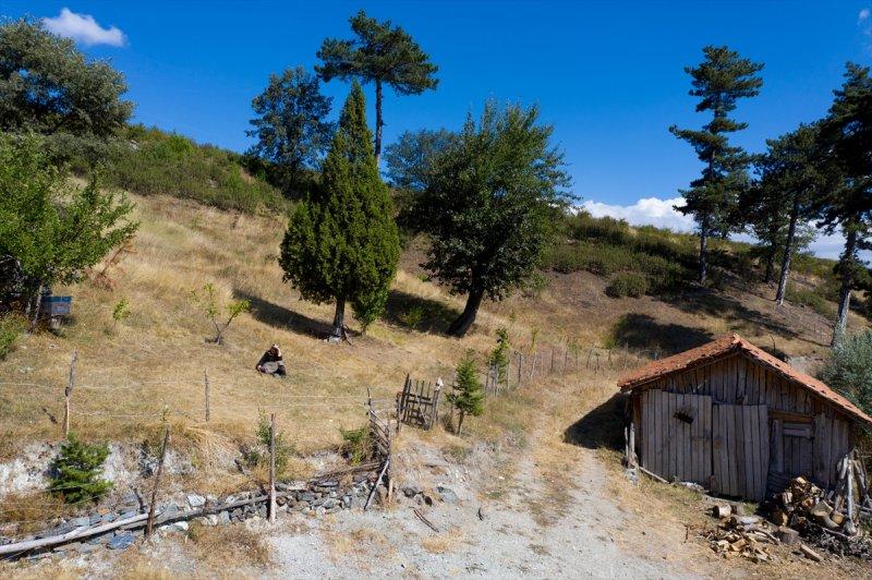 Firdevs Nine'nin ağladığı yanmış orman, yeniden büyüyor