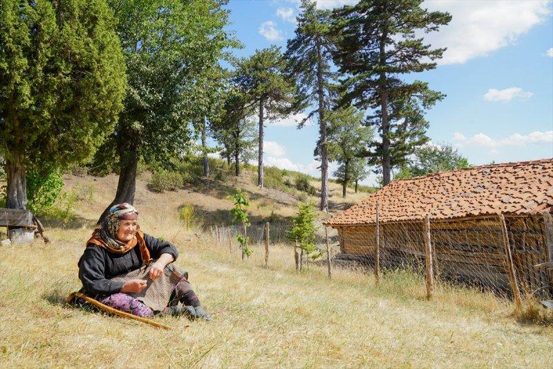 Firdevs Nine'nin ağladığı yanmış orman, yeniden büyüyor