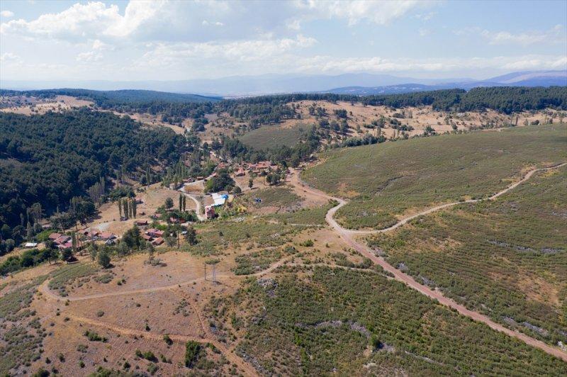 Firdevs Nine'nin ağladığı yanmış orman, yeniden büyüyor