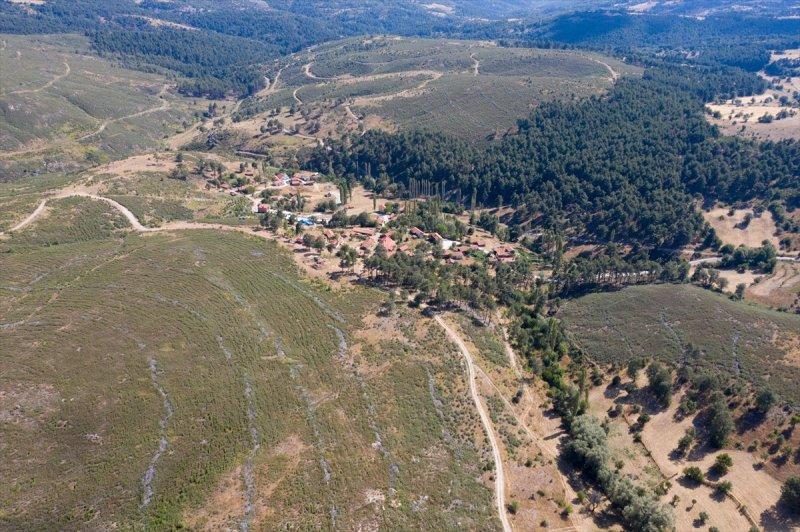 Firdevs Nine'nin ağladığı yanmış orman, yeniden büyüyor