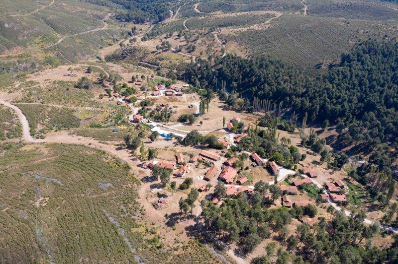 Firdevs Nine'nin ağladığı yanmış orman, yeniden büyüyor