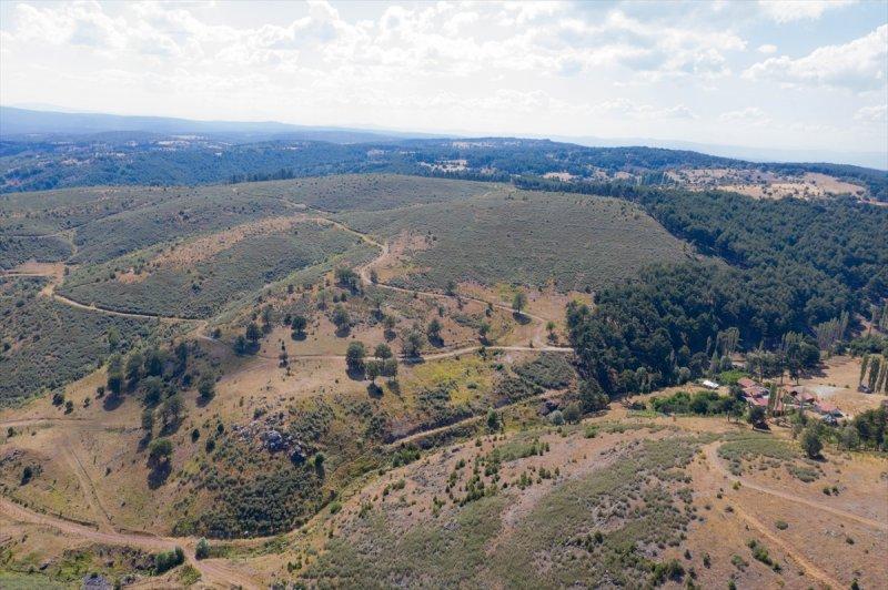 Firdevs Nine'nin ağladığı yanmış orman, yeniden büyüyor