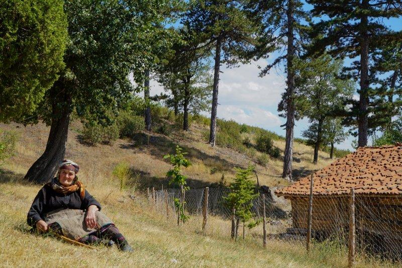 Firdevs Nine'nin ağladığı yanmış orman, yeniden büyüyor