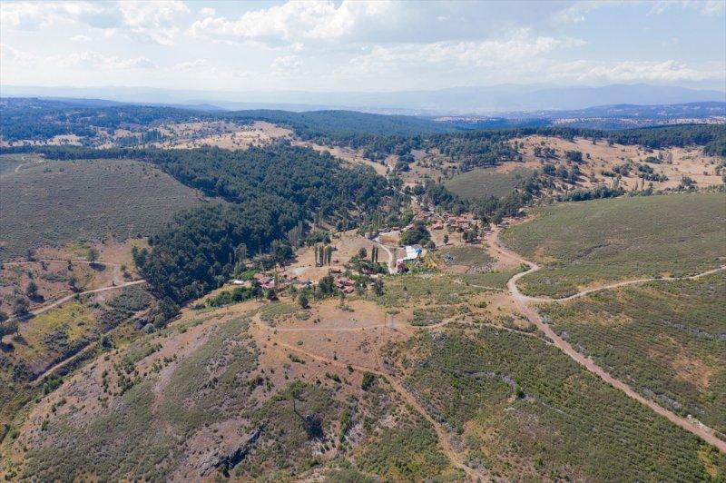 Firdevs Nine'nin ağladığı yanmış orman, yeniden büyüyor