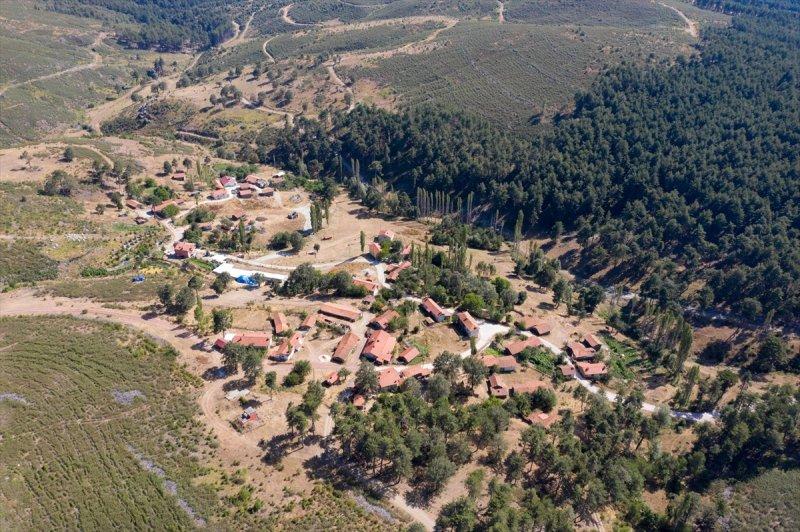 Firdevs Nine'nin ağladığı yanmış orman, yeniden büyüyor