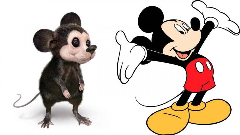 Çizgi film karakterlerinin gerçeğe yansıtılan çizimleri