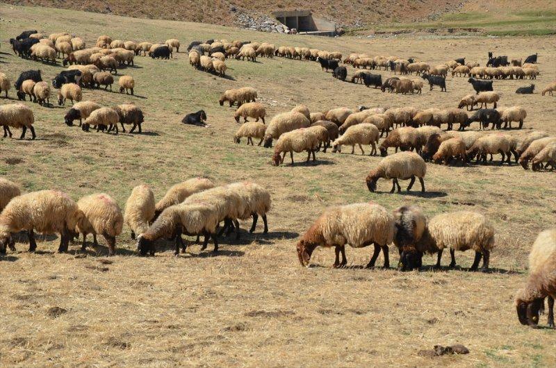 Muş'ta göçerlerin dönüş yolculuğu başladı