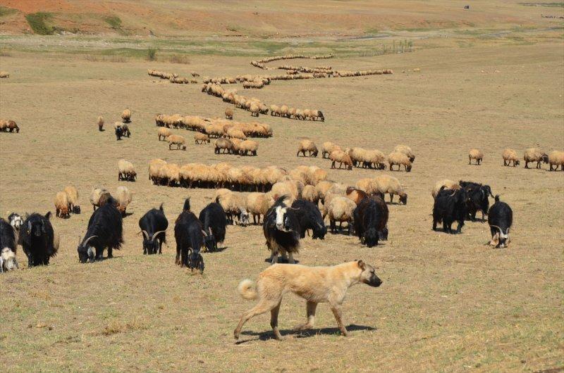 Muş'ta göçerlerin dönüş yolculuğu başladı