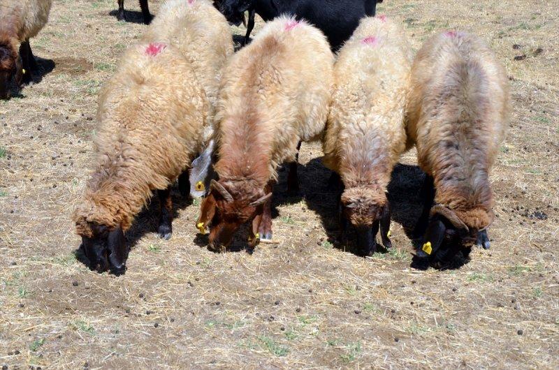 Muş'ta göçerlerin dönüş yolculuğu başladı