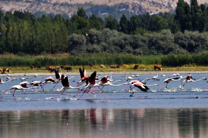 Van Gölü binlerce flamingoya ev sahipliği yapıyor