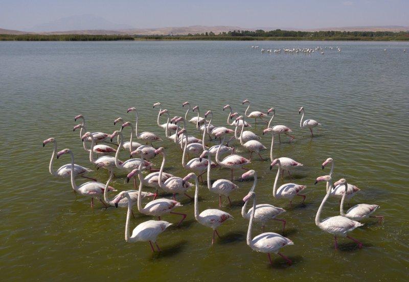 Van Gölü binlerce flamingoya ev sahipliği yapıyor