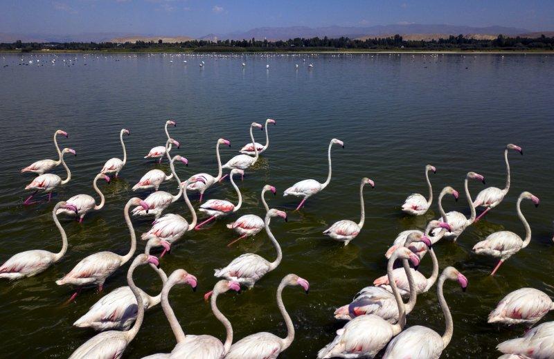 Van Gölü binlerce flamingoya ev sahipliği yapıyor
